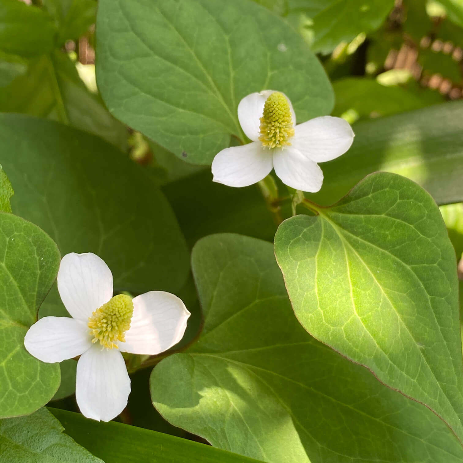 今月の花（６月）　～ドクダミ～