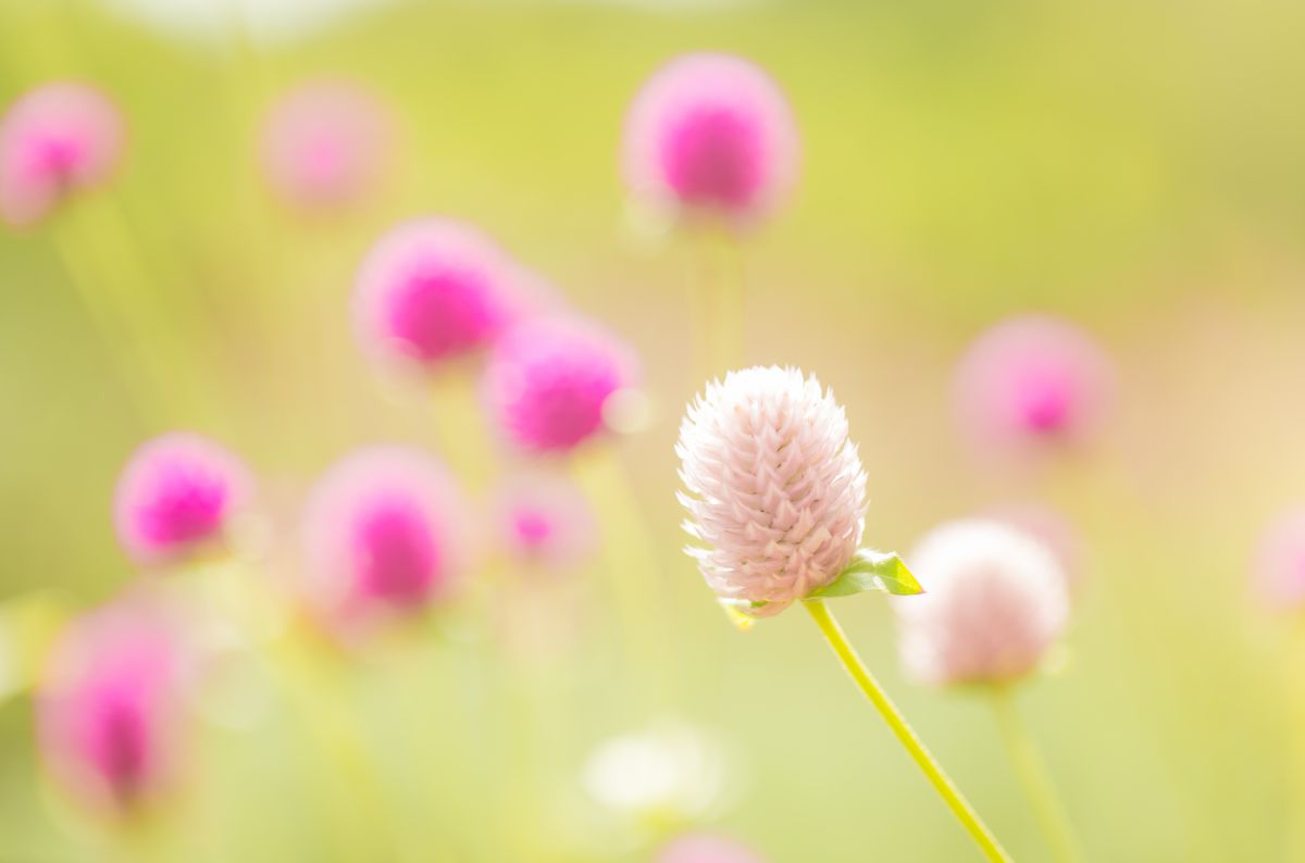 今月の花　9月　～千日紅～