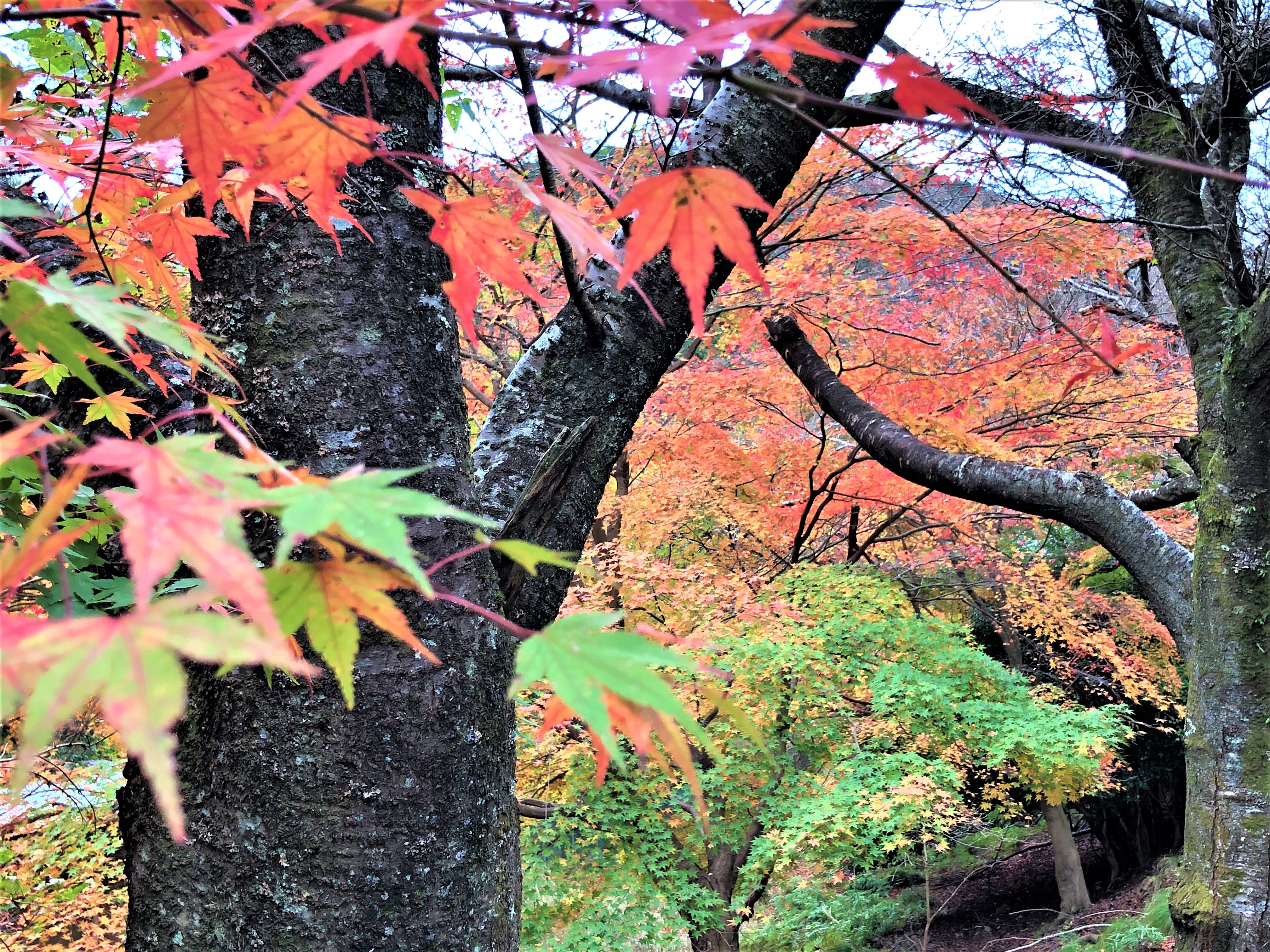 2022年11月瓦版の編集後記　〇三原色の補足　〇去年の紅葉写真掲載･･･今年にも期待！