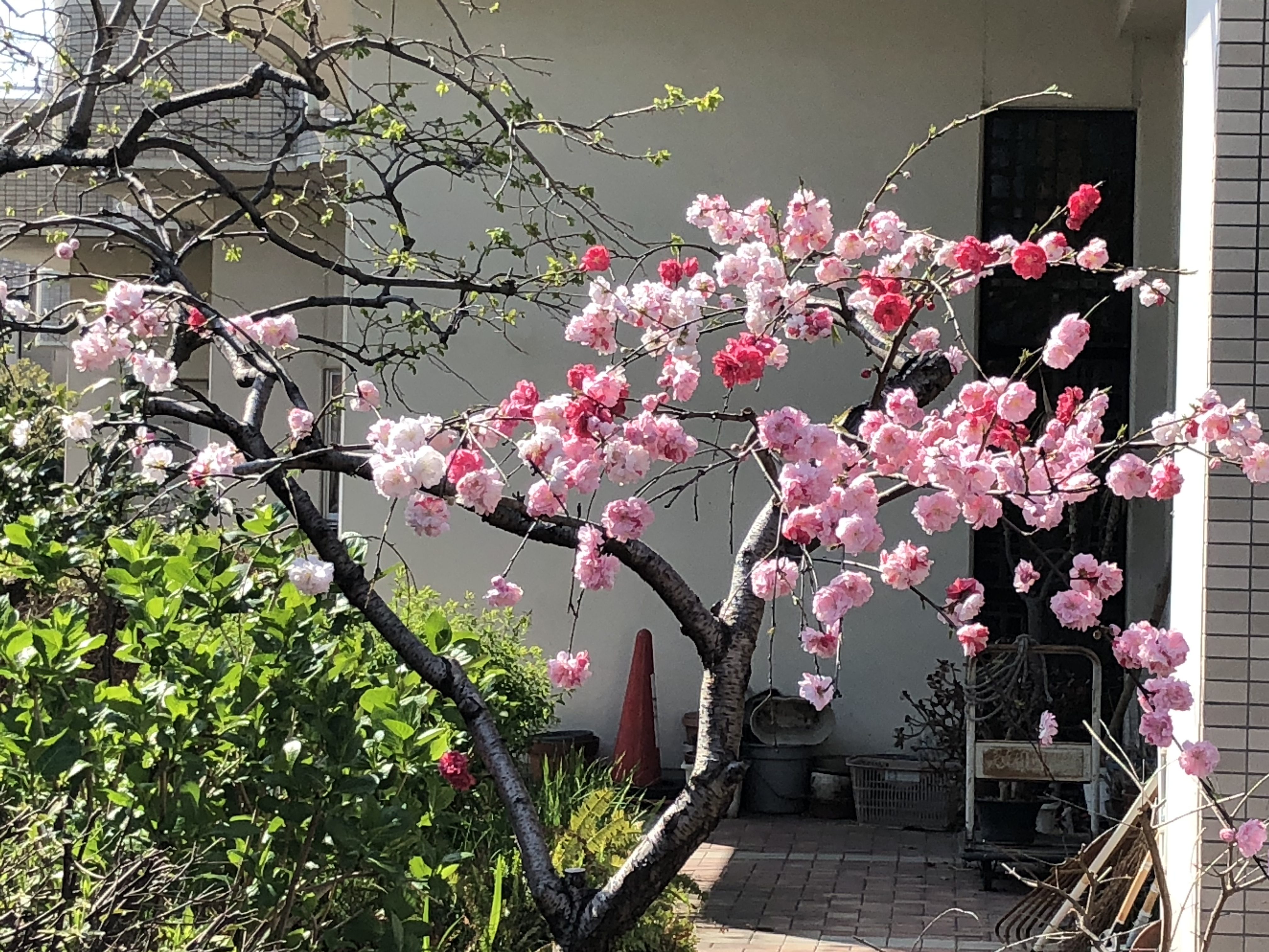 こんなもの発①塀から突き出た大木２本　②なんと３色の桜があった