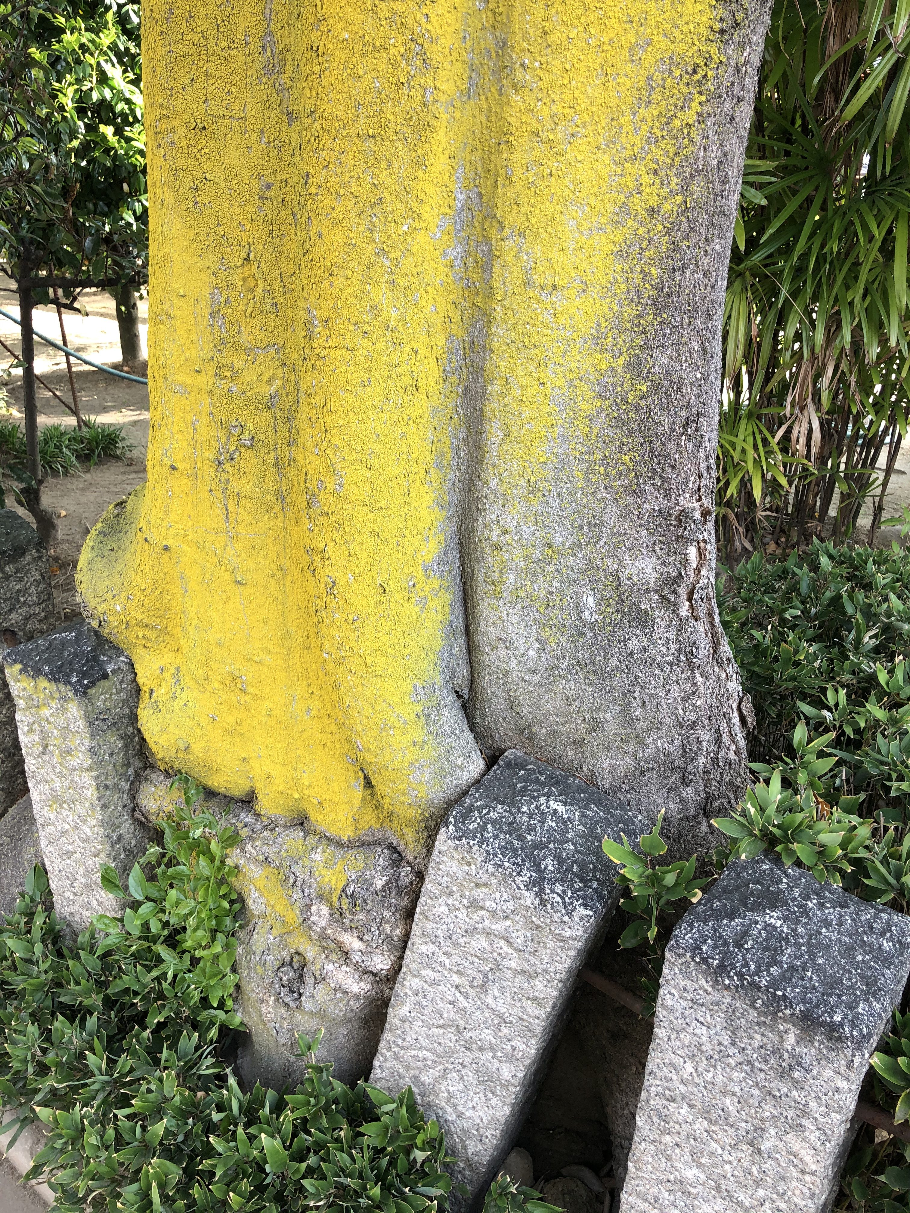 こんなもの発見！ ⑩　神社の石塀を踏んづける威張った大木！　