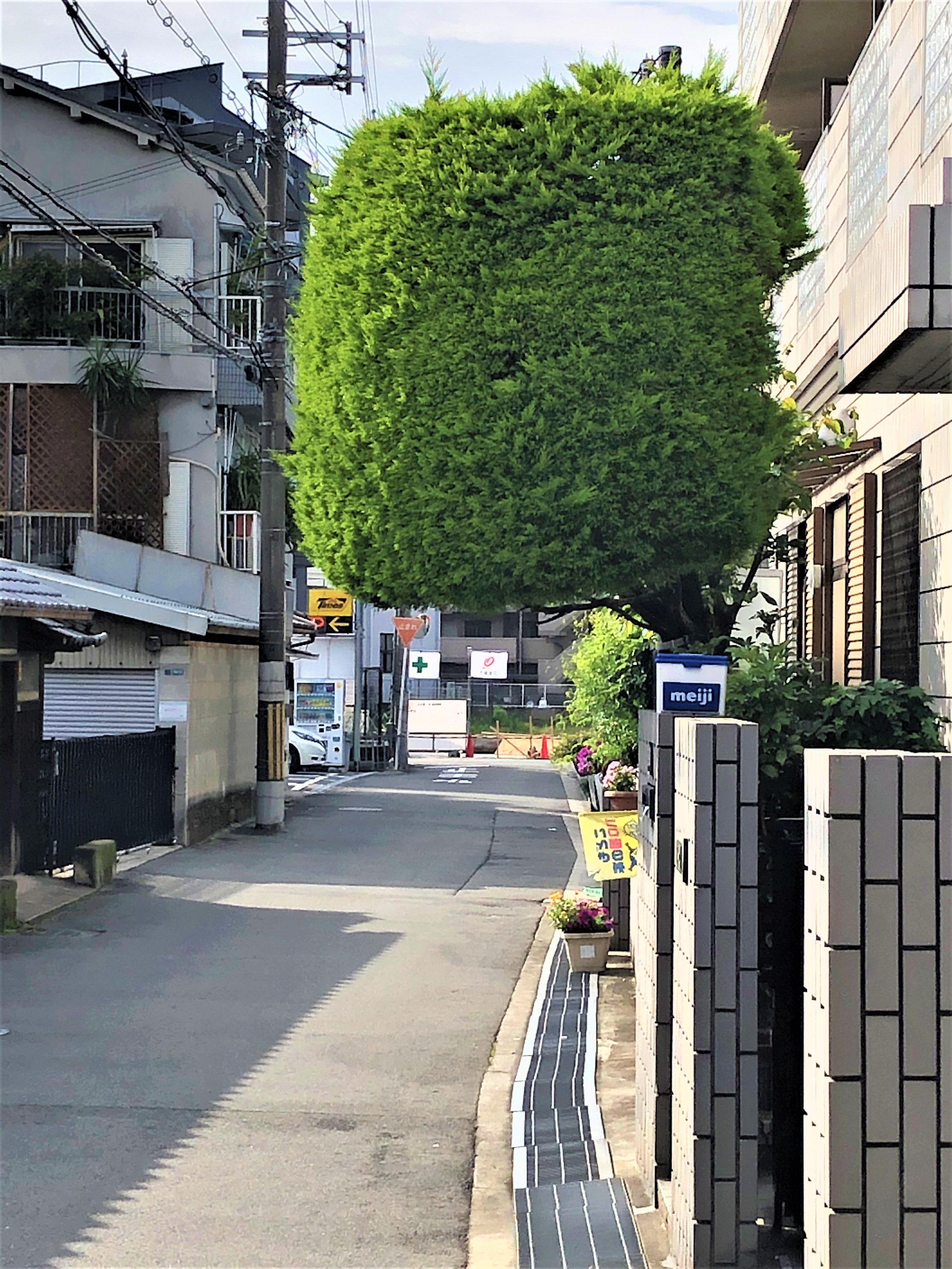 こんなもの発見！⑫ ～道路にはみ出す… 雨ガサ？キノコ？みたいな木～