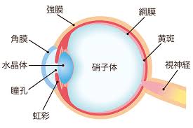 お知らせ・トピックス 　網膜へＩＰＳ【人工多能性幹細胞】を紐状に加工して細胞移植。